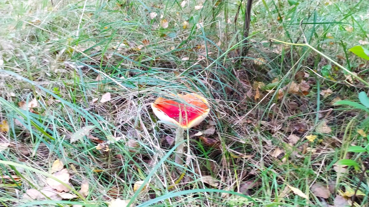 Introwertyczka w czteroosobowym pokoju