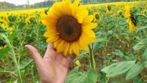 Prognoza trwania życia 2024