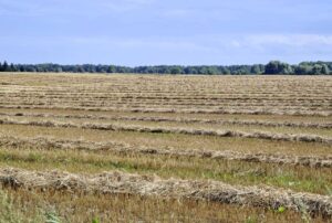 Dzień babci i dziadka