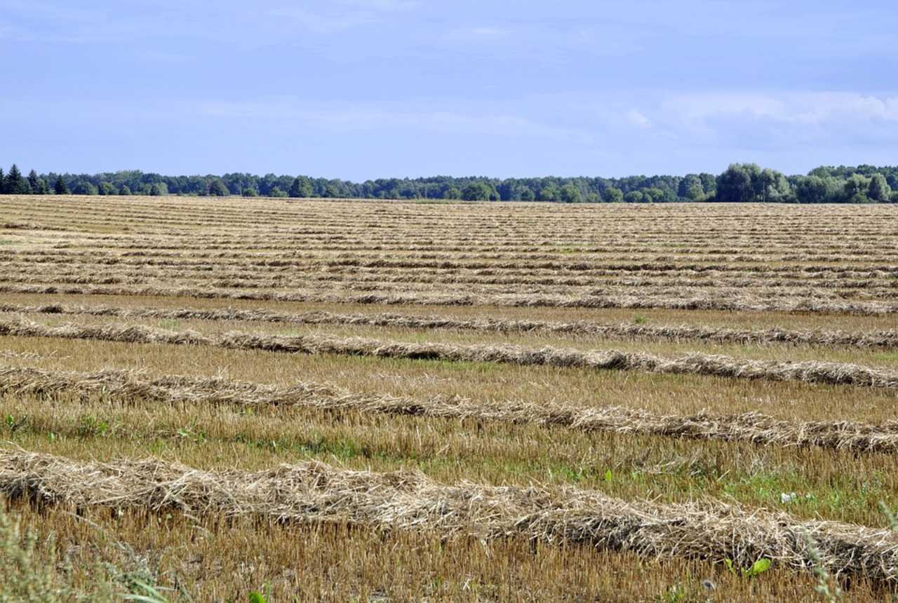 Dzień babci i dziadka