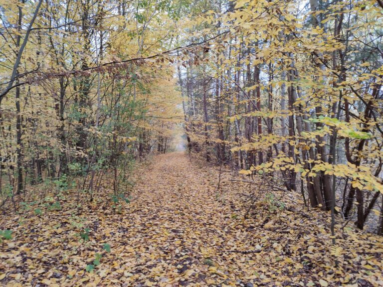 Śmierć pasuje do listopada.