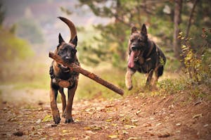 Two Belgian Malinois dogs enjoying playtime in a natural park setting.