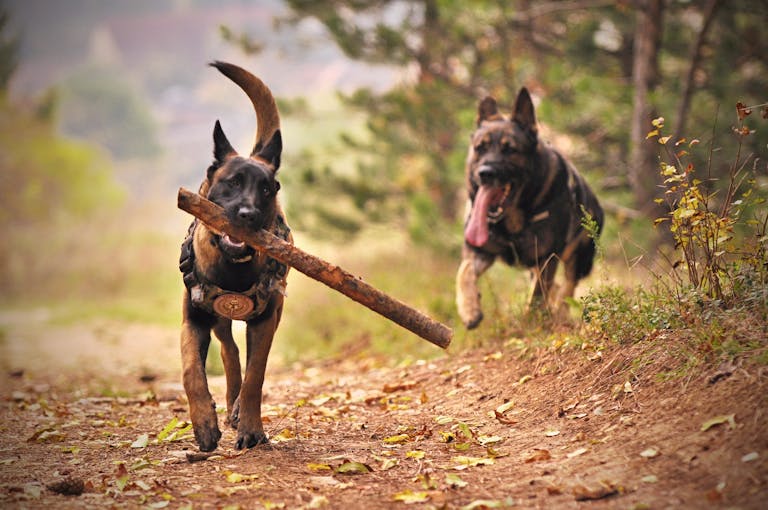 Two Belgian Malinois dogs enjoying playtime in a natural park setting.
